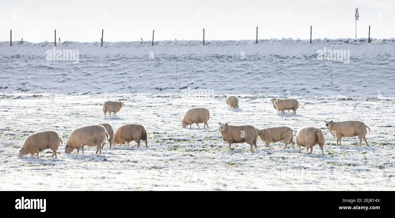 Schafe weiden in schneebedeckter Wiese in der Nähe von Flussdeich in niederlande Stockfoto
