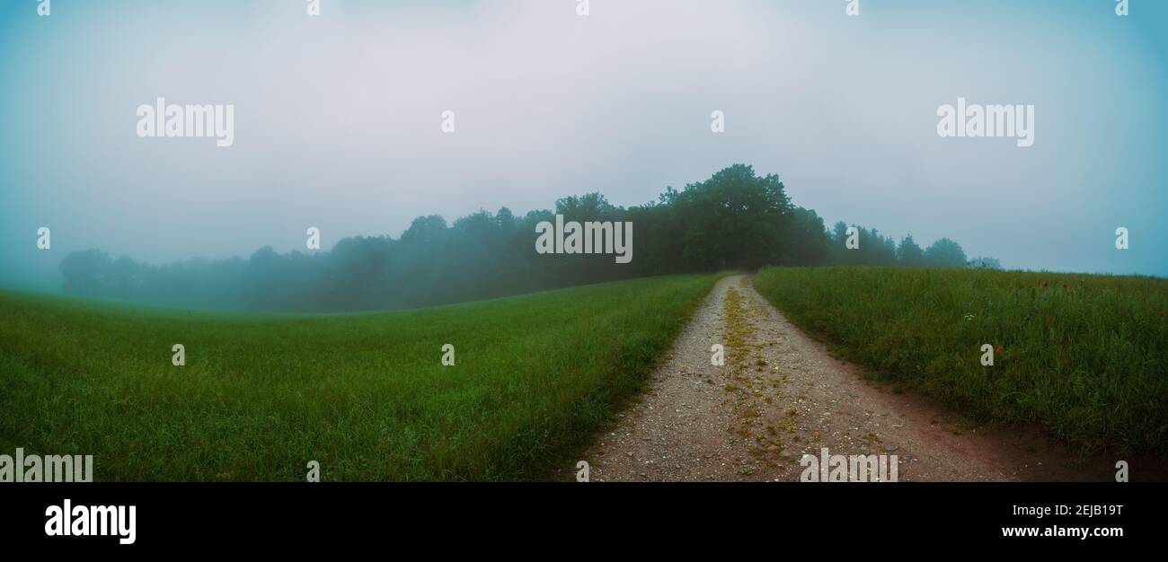 Nebliger Morgen in einem Sommerfeld Stockfoto