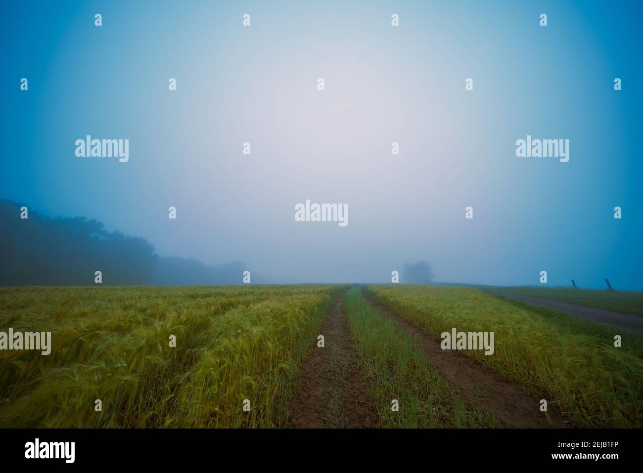 Nebliger Morgen in einem Sommerfeld Stockfoto