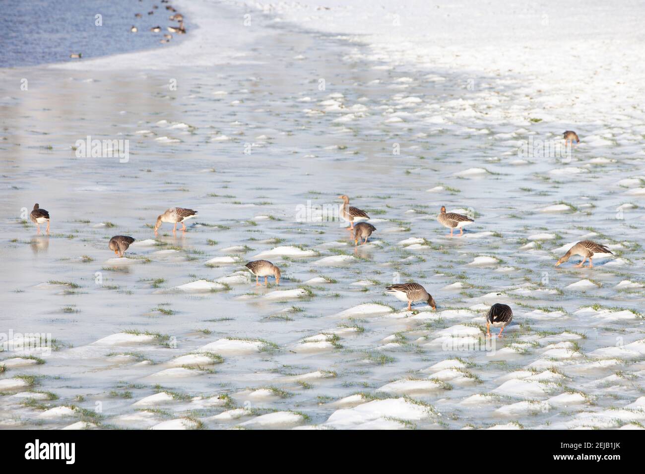 Graugänse im Schnee und Eis auf Flutflugzeugen des Flusses rhein in holland Stockfoto