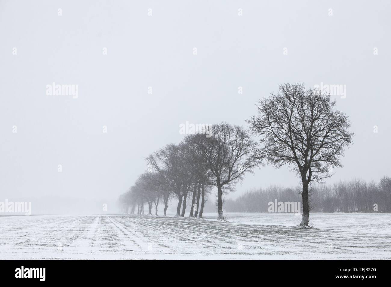 Baumgrenze in schneebedeckter Wiese bei utrecht in der niederlande Stockfoto