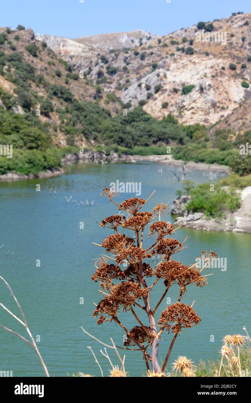 Ferula narthex Fotos und Bildmaterial in hoher Auflösung Alamy