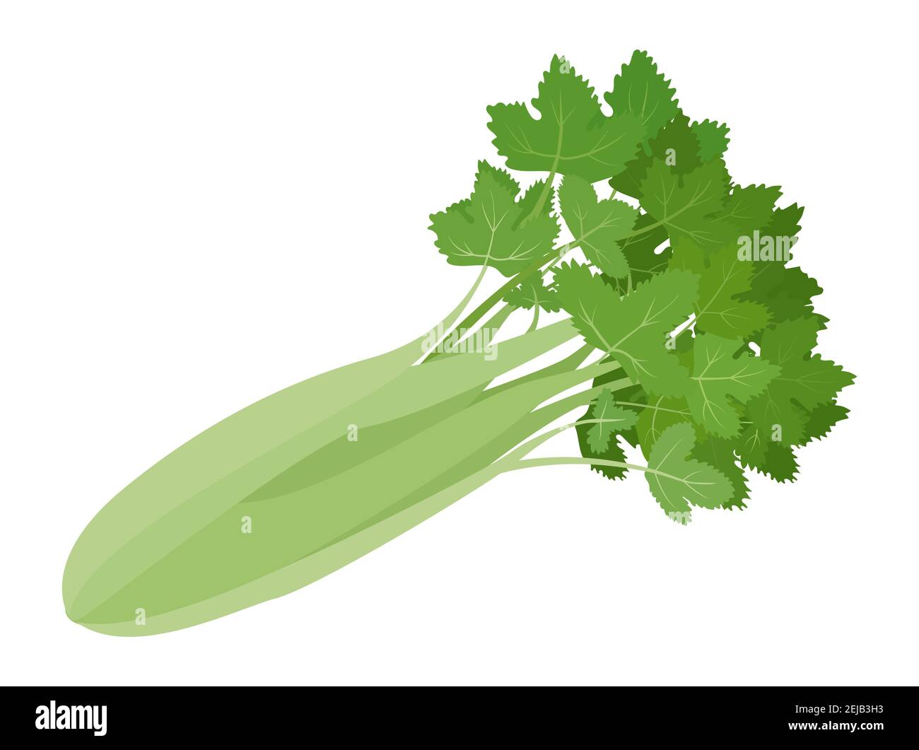 Grün Bio Sellerie Gemüse isoliert auf weißem Hintergrund. Gesunde natürliche bunte Lebensmittel Zutat Vektor Cartoon Illustration. Stock Vektor
