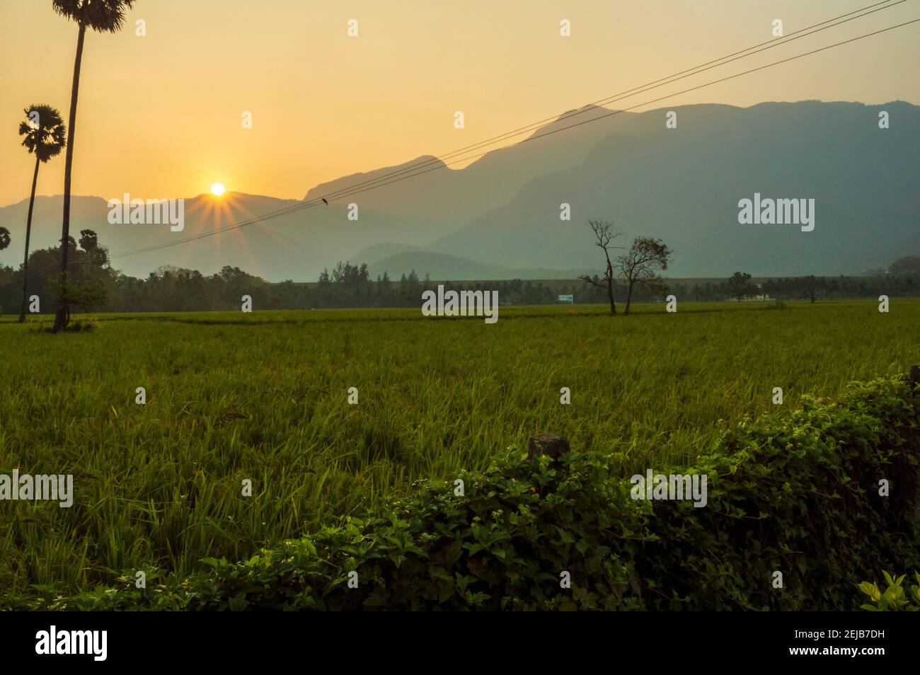 Landschaftlich schöner Blick auf den Sonnenaufgang von einem Reisfeld Stockfoto