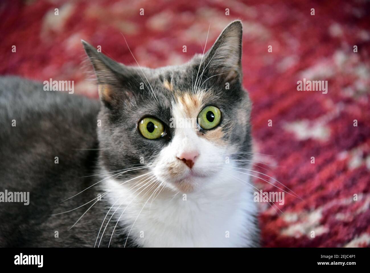 Große Augen graue Katze liegt auf rotem dekorativen Teppich Stockfoto