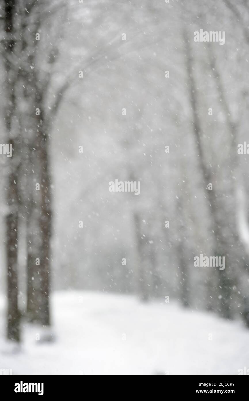 Schnee fällt in den Wald an einem Wintertag in Großbritannien. Aufnahme für die Verwendung im Hintergrund. Stockfoto