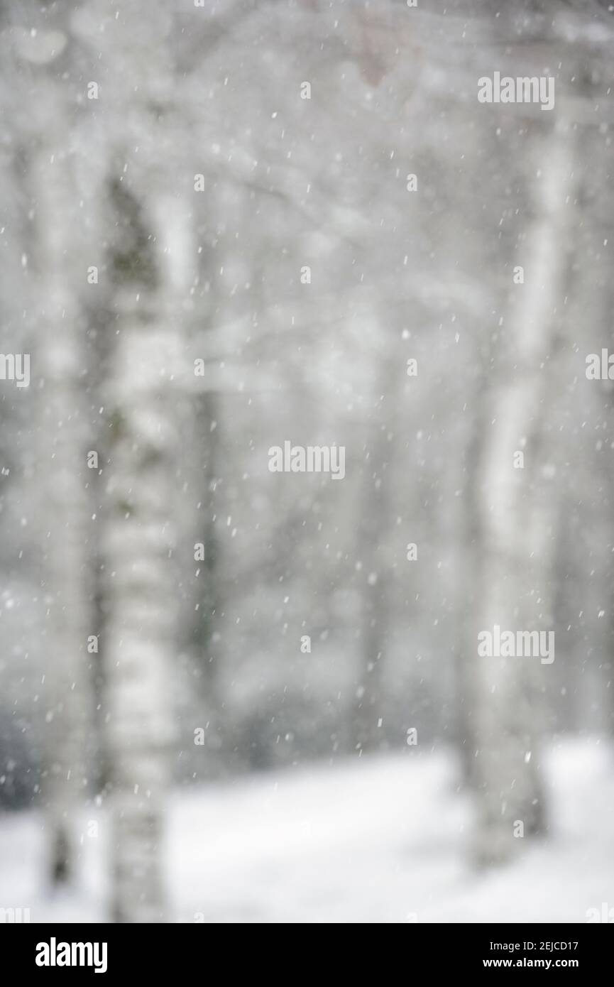 Schnee fällt in den Wald an einem Wintertag in Großbritannien. Aufnahme für die Verwendung im Hintergrund. Stockfoto