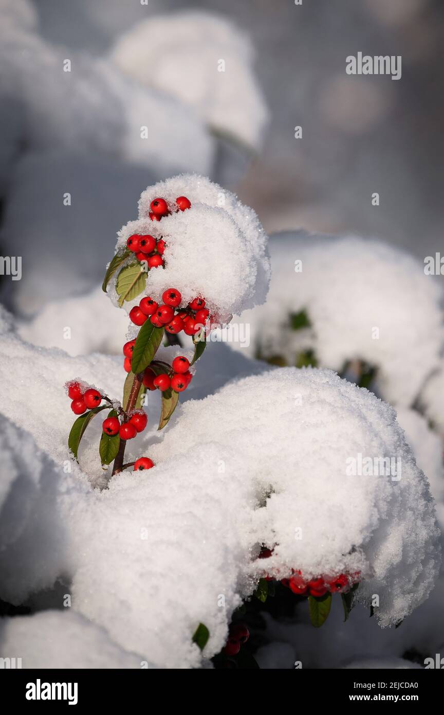 Schneebedeckter Strauch mit roten Beeren an einem Wintertag in England. Stockfoto