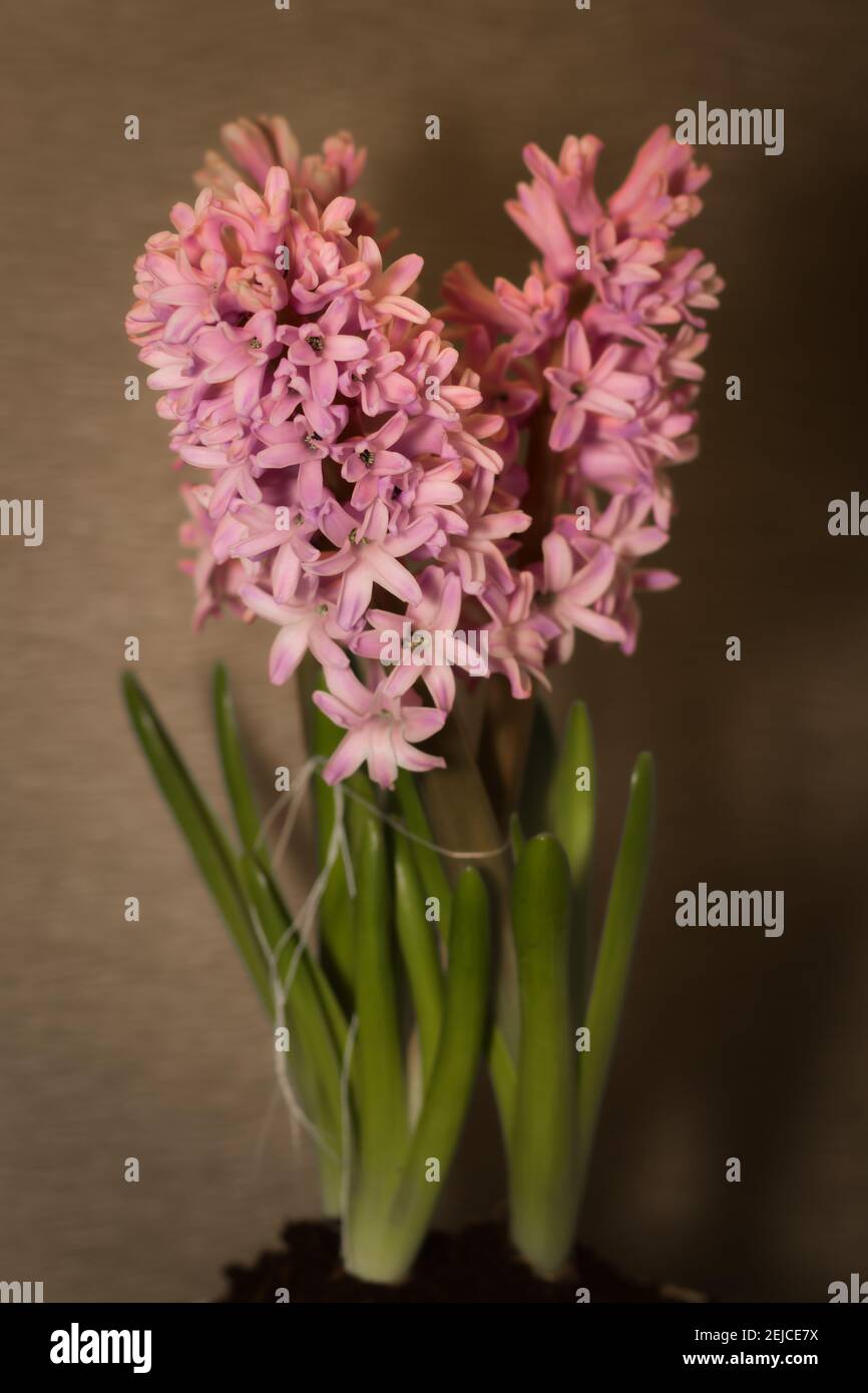 Rosa Perle Hyacinthus Orientalis blüht in voller Blüte Stockfoto