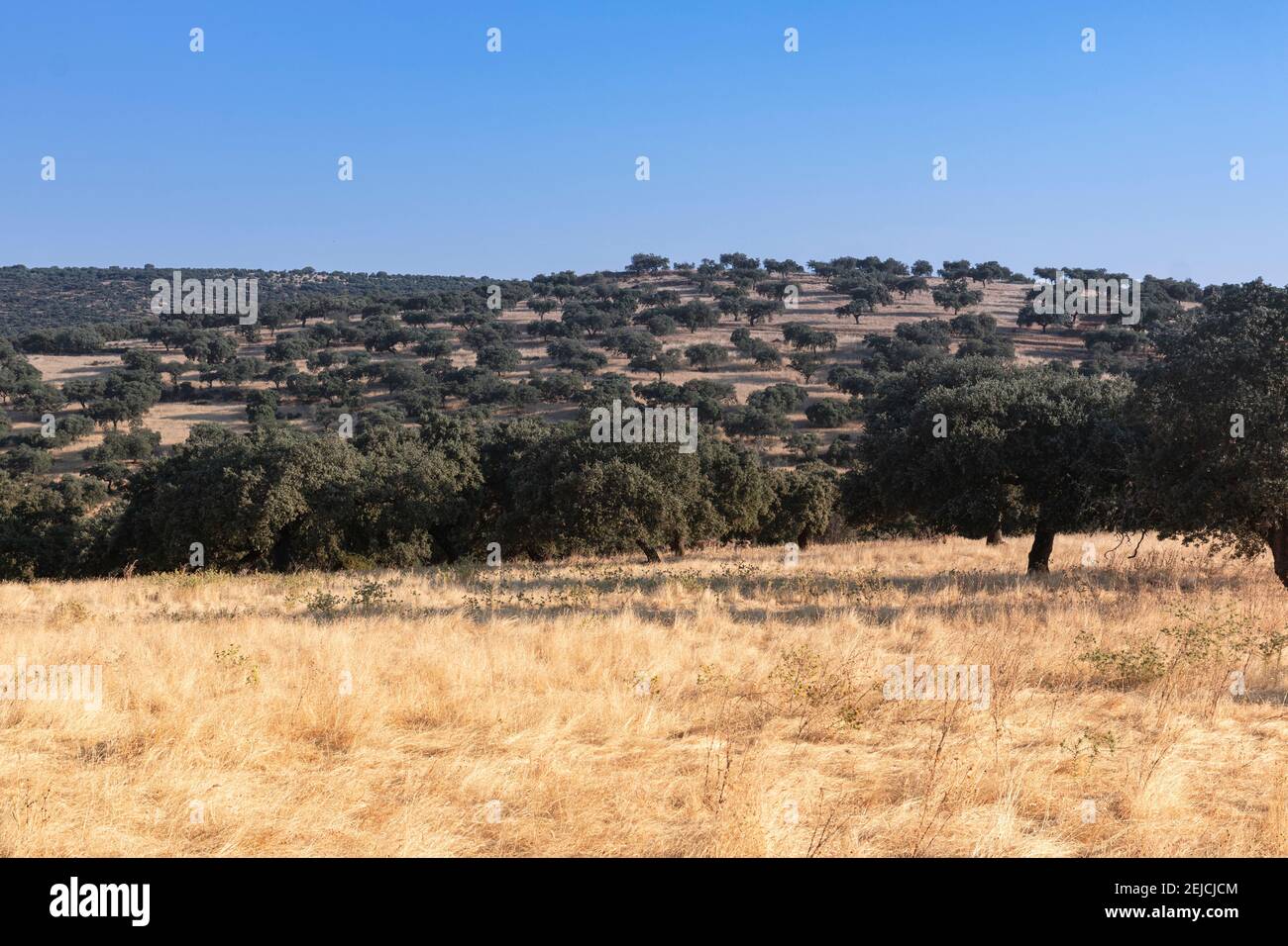 Landwirtschaftliche Landschaften in Südandalusien mit klarem Himmel Stockfoto