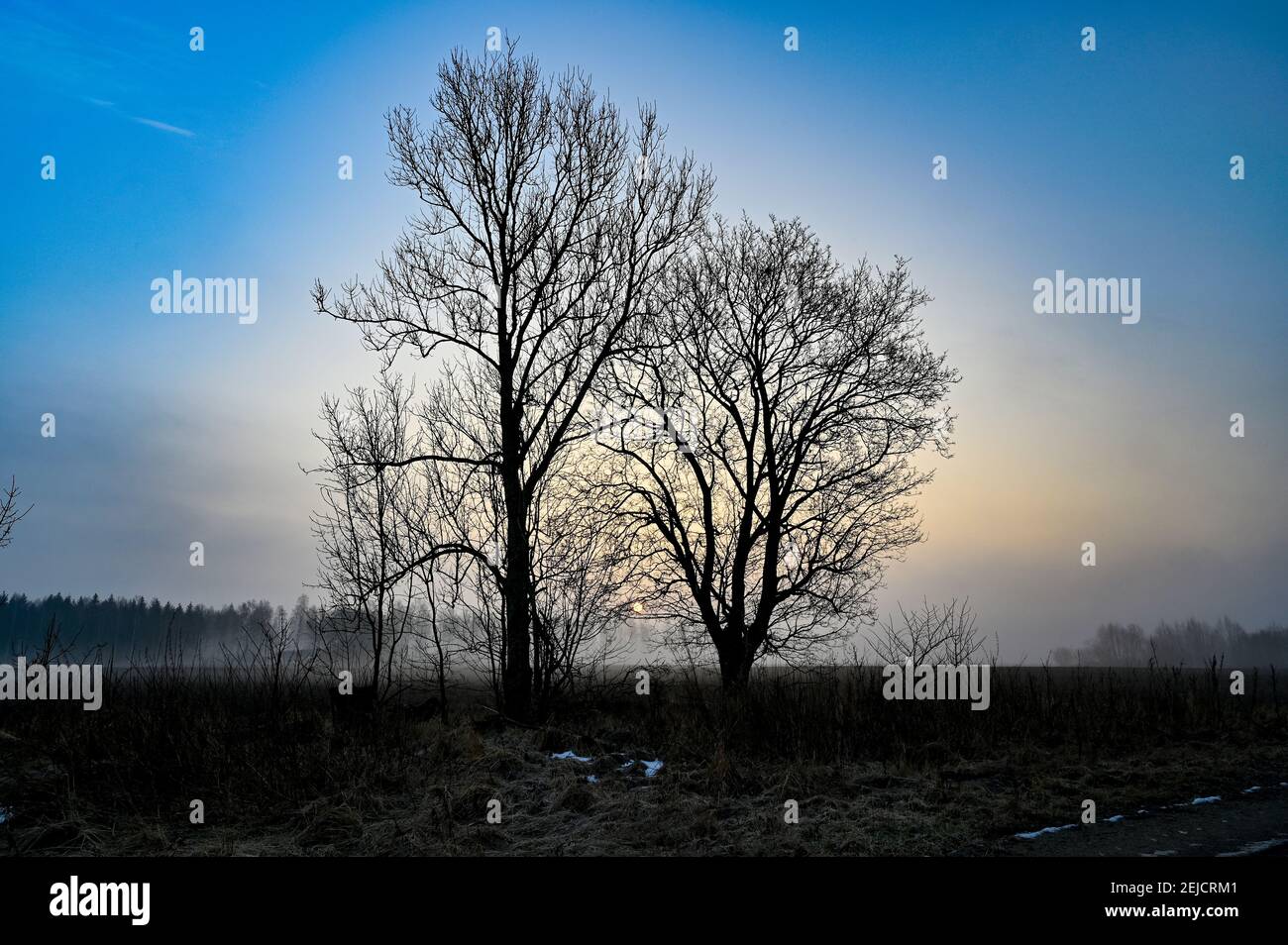 Bäume in Silhuette an einem blauen Morgenhimmel Stockfoto