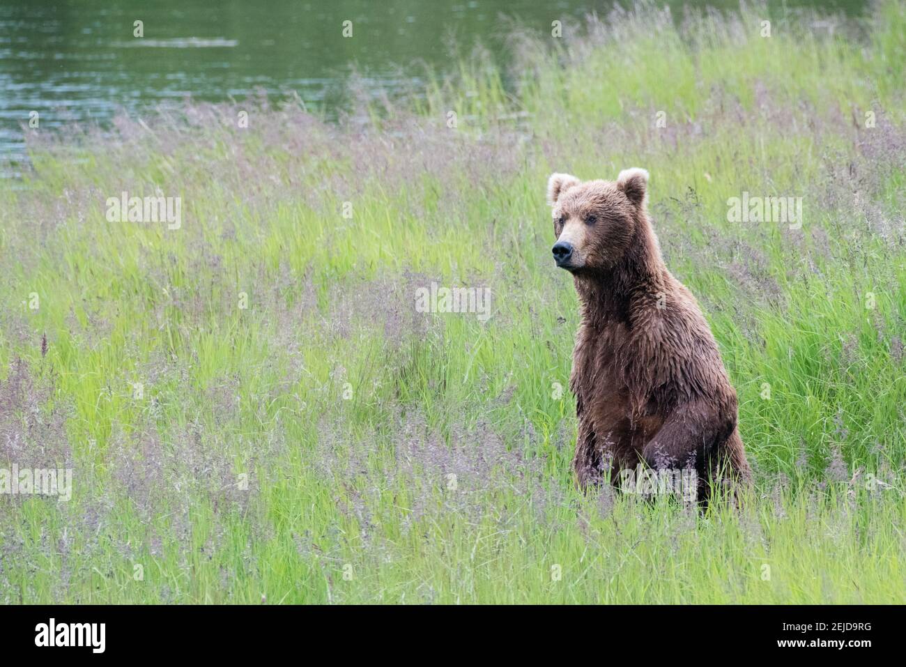 Ein wilder Braunbär steht auf, um sich in einem Feld im Katmai National Park, Alaska, umzusehen. Stockfoto