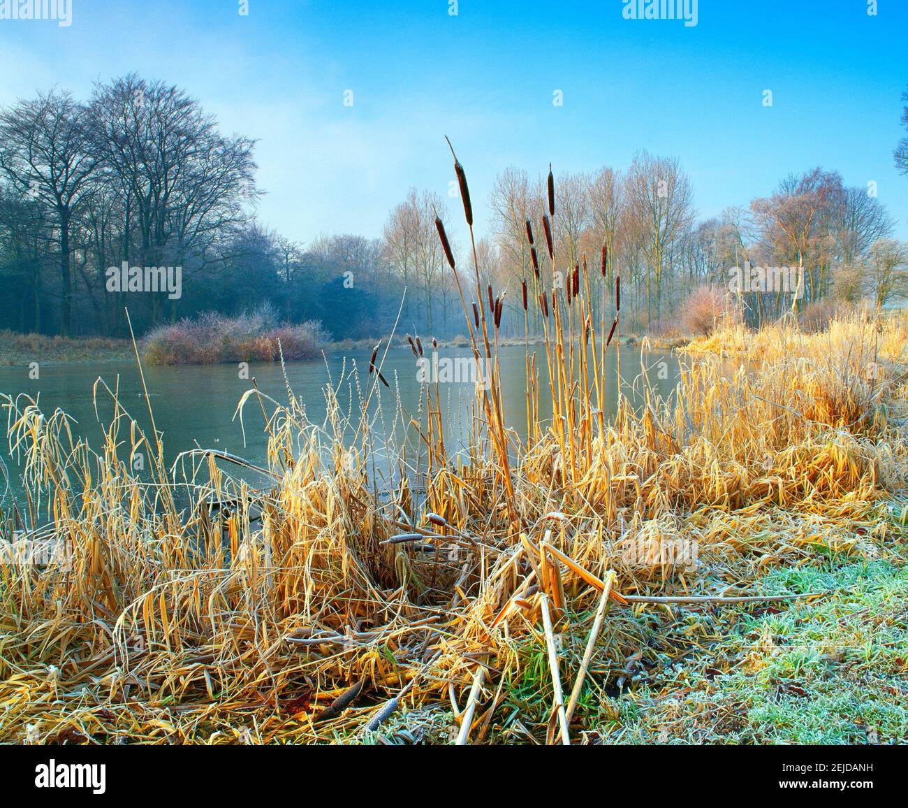 Bullen rauscht, am ländlichen See, Winter, Stockfoto