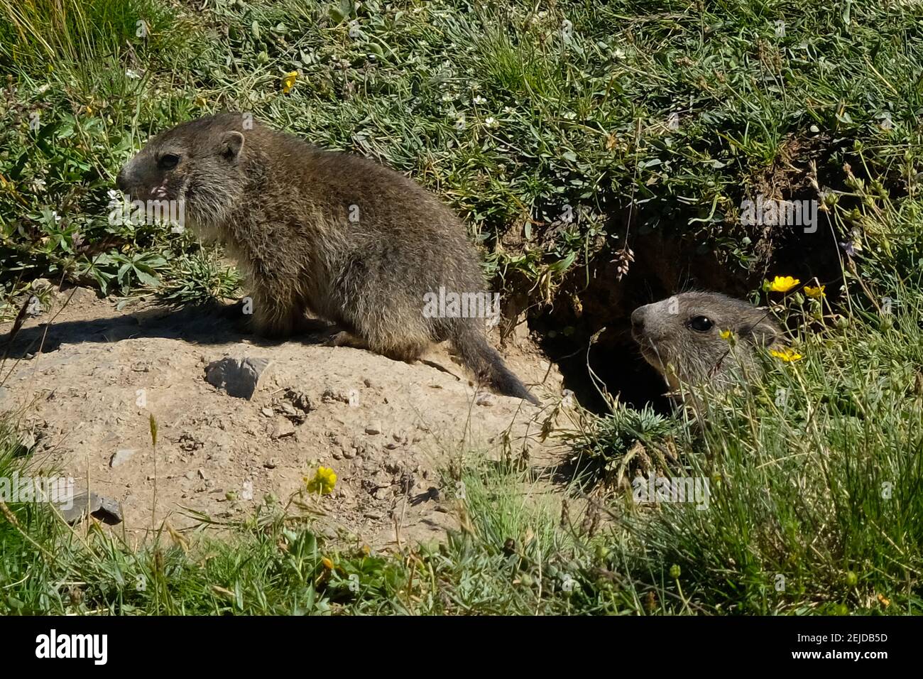 Junge Murmeltiere auf der Suche nach Nahrung in den französischen Alpen. Stockfoto