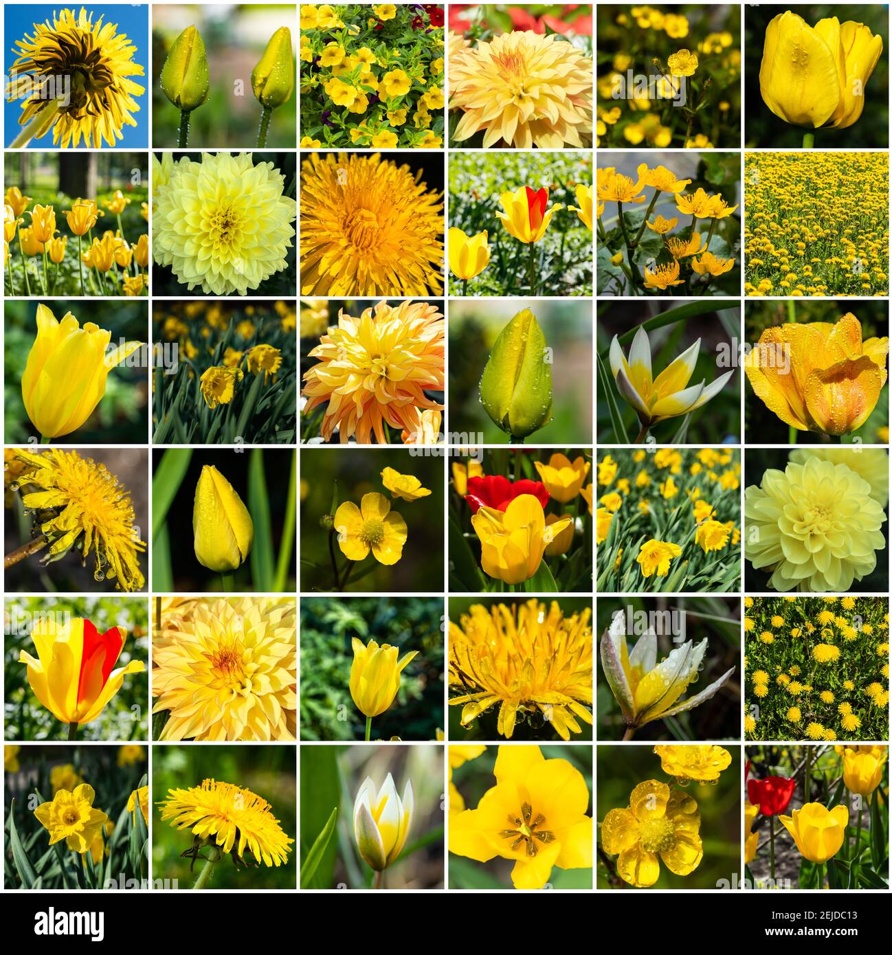 Collage mit vielen Bildern von verschiedenen gelben Blumen. Volle Größe. Stockfoto