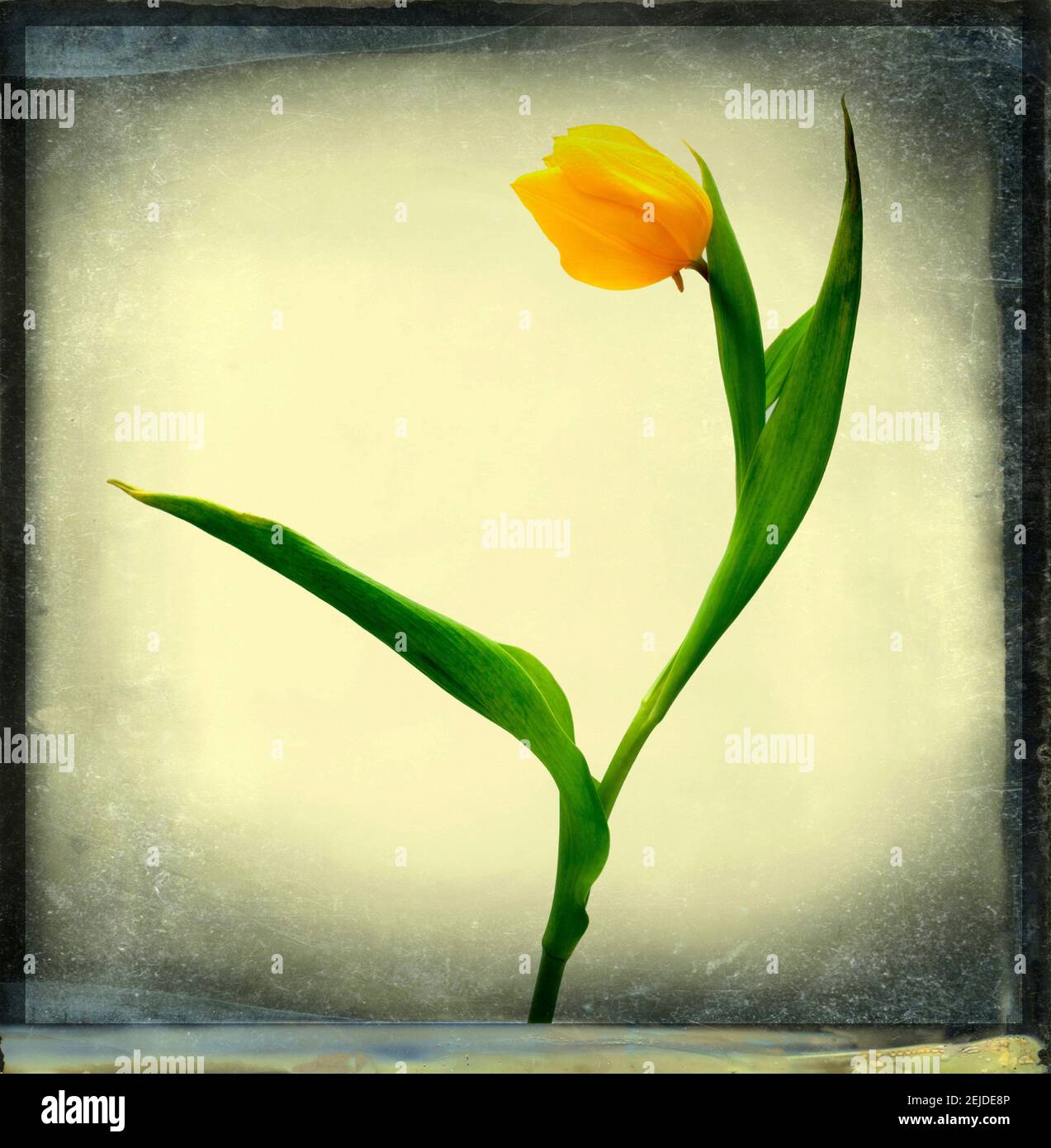 Gelbe Tulpe Stockfoto