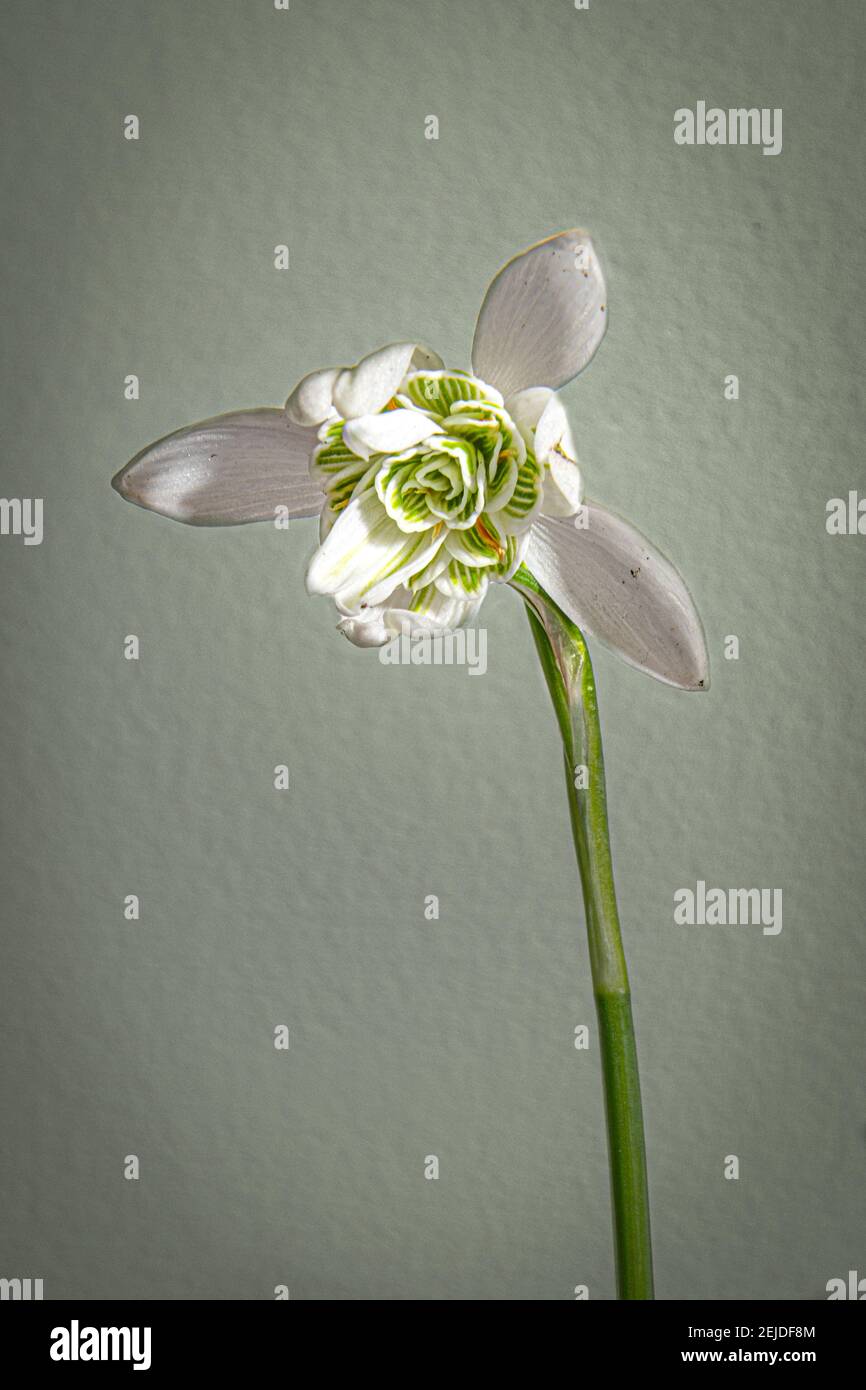 Einzelne Schneeglöpfenblume mit doppelt blühtem Kopf Stockfoto