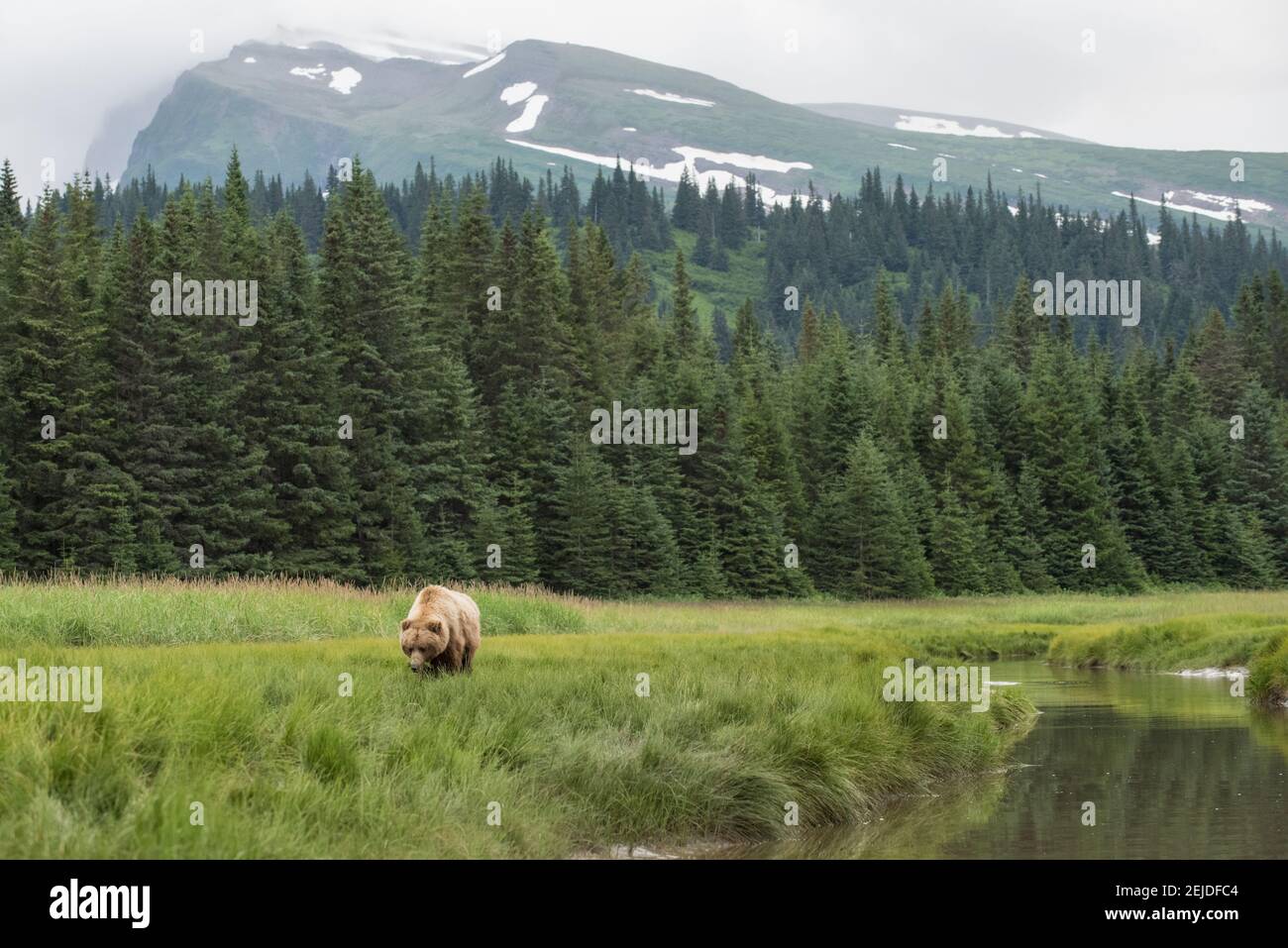 Ein Braunbär an der Küste grast auf einem Feld im Lake Clark National Park, Alaska. Der Wald und der Berg sind hinter ihr zu sehen. Stockfoto