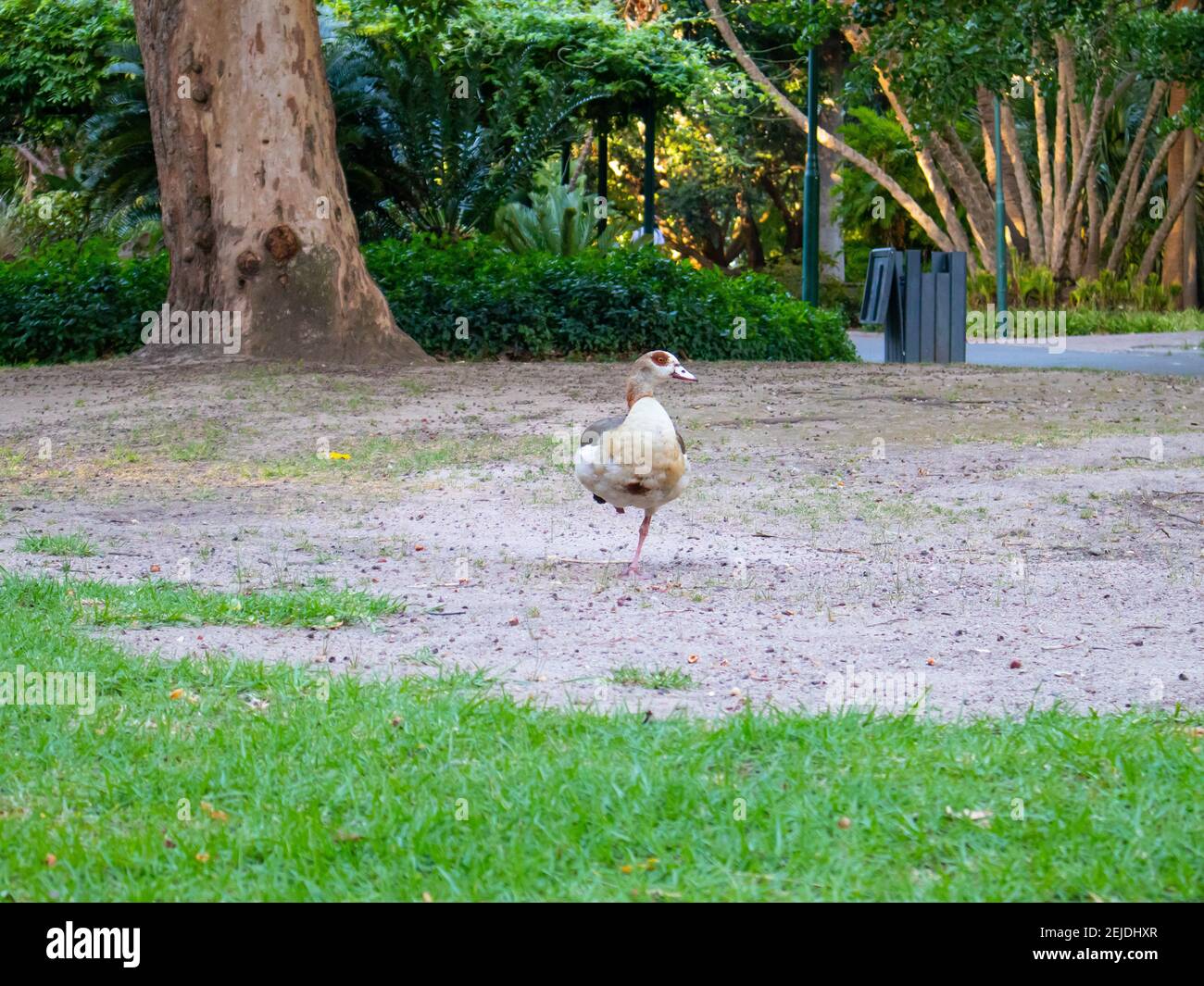 Gärten - Kapstadt, Südafrika - 19-02-2021 Ägyptische Gans steht auf einem Bein in den Cape Town Gardens. Mülleimer und Bäume im Hintergrund. Stockfoto