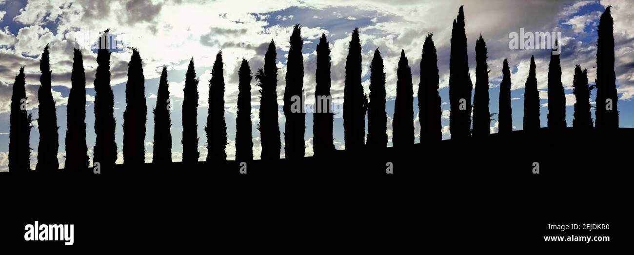 Silhouette von Zypressen am Hang, Temecula, Riverside County, Kalifornien, USA Stockfoto