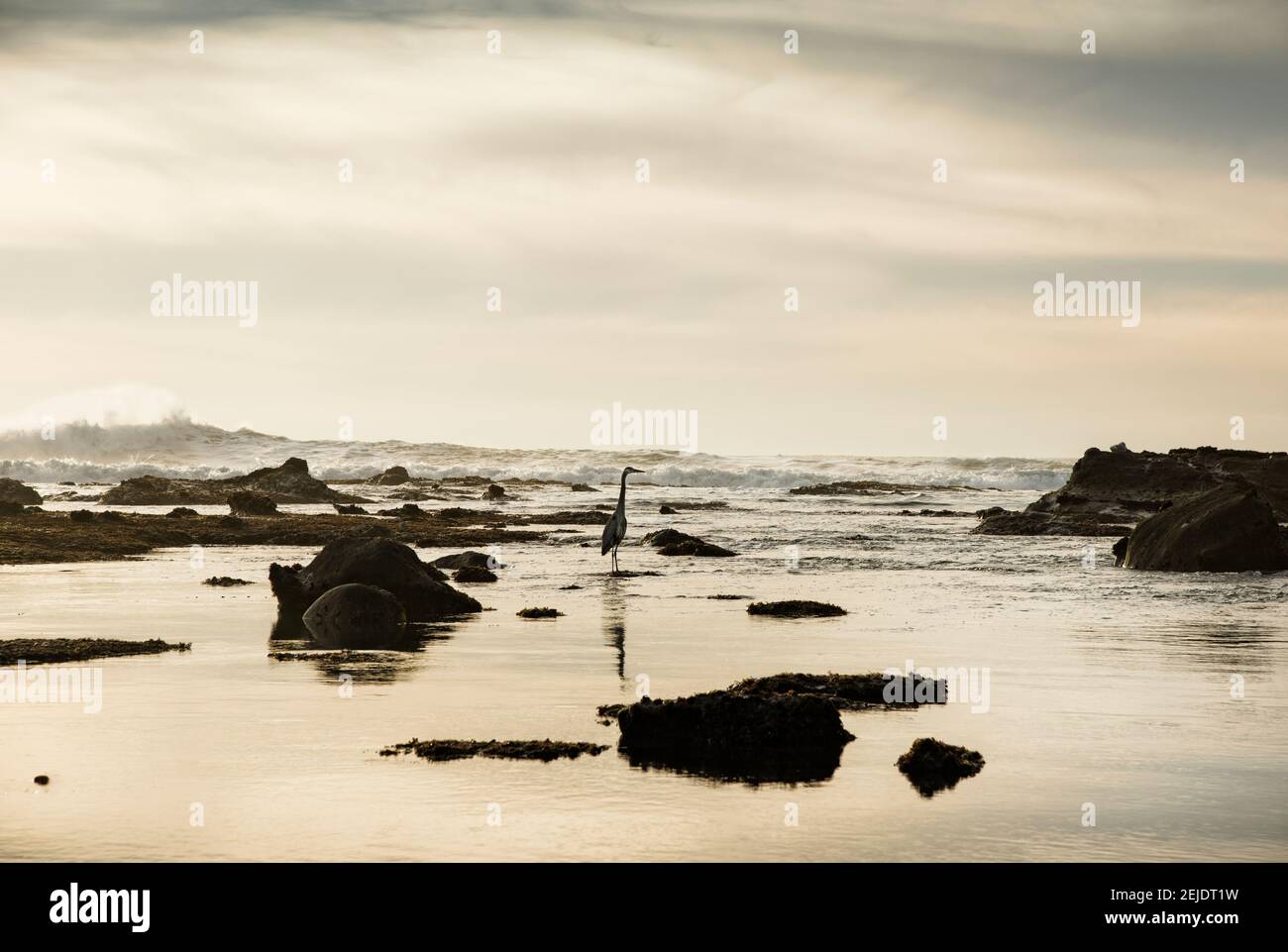 Heron am Strand, Maverick's Beach, Half Moon Bay, San Mateo County, Kalifornien, USA Stockfoto