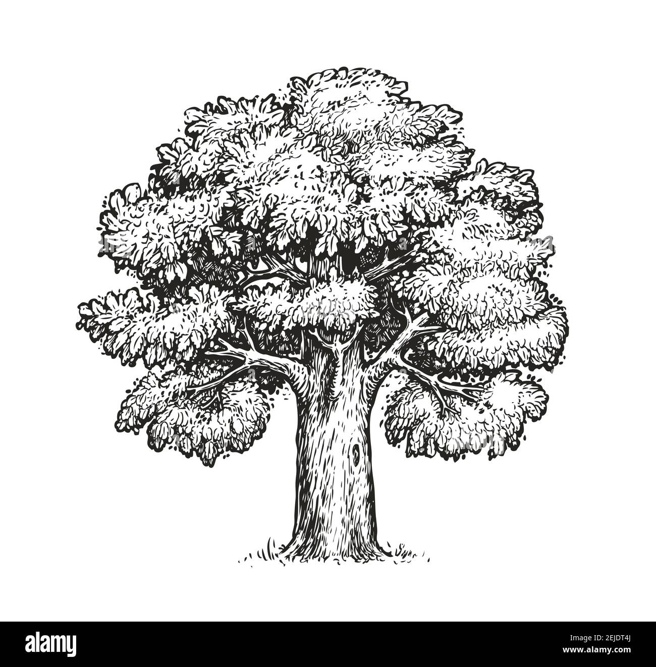 Eichenskizze. Isolierter Vintage-Vektorbaum auf weißem Hintergrund Stock Vektor