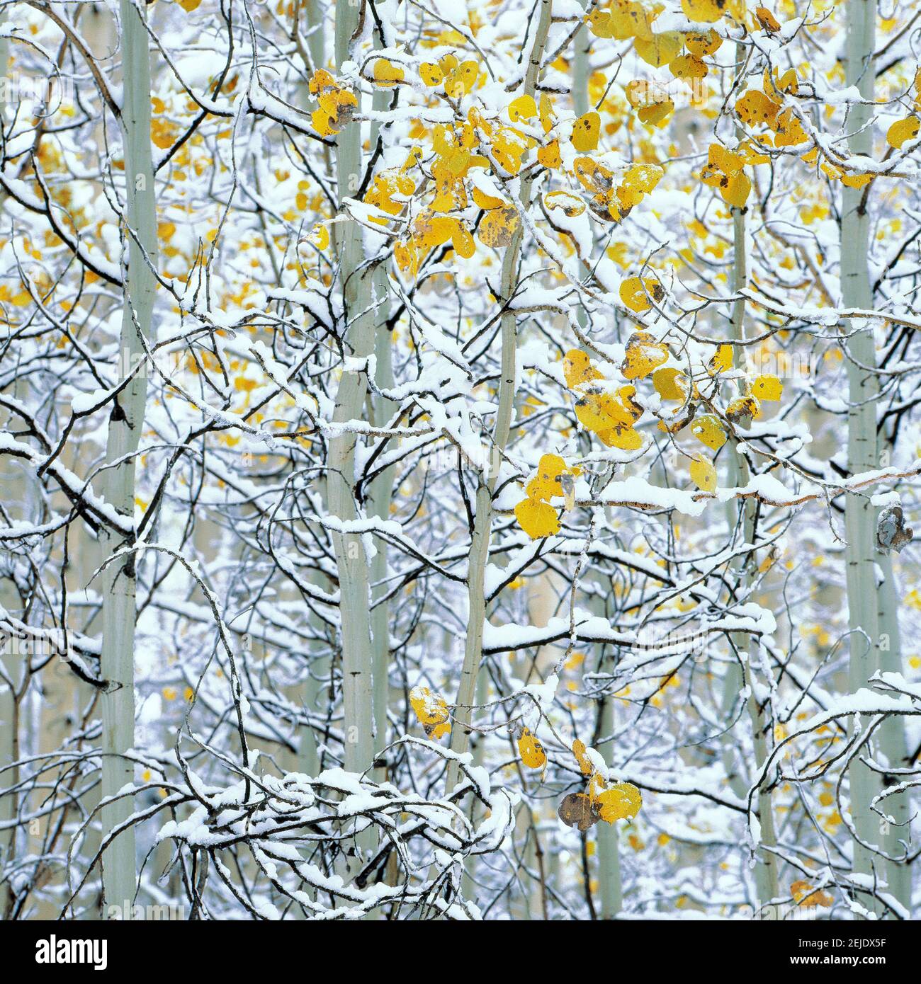Schneebedeckte Espenbäume, Colorado, USA Stockfoto