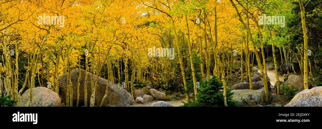 Felsen und Bäume im Wald, Glacier Gorge Trailhead, Colorado, USA Stockfoto