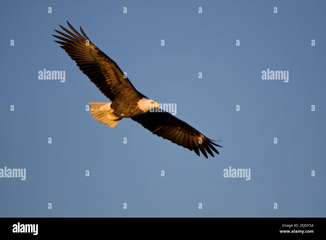 Low-Angle-Ansicht des Weißkopfadlers (Haliaeetus leucocephalus) fliegen in den Himmel, Mississippi River, Alton, Madison County, Illinois, USA Stockfoto