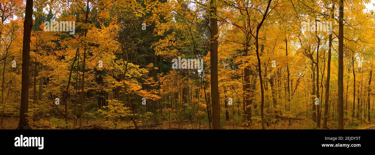 Bäume im Wald, Morton Arboretum, Lisle, Illinois, USA Stockfoto