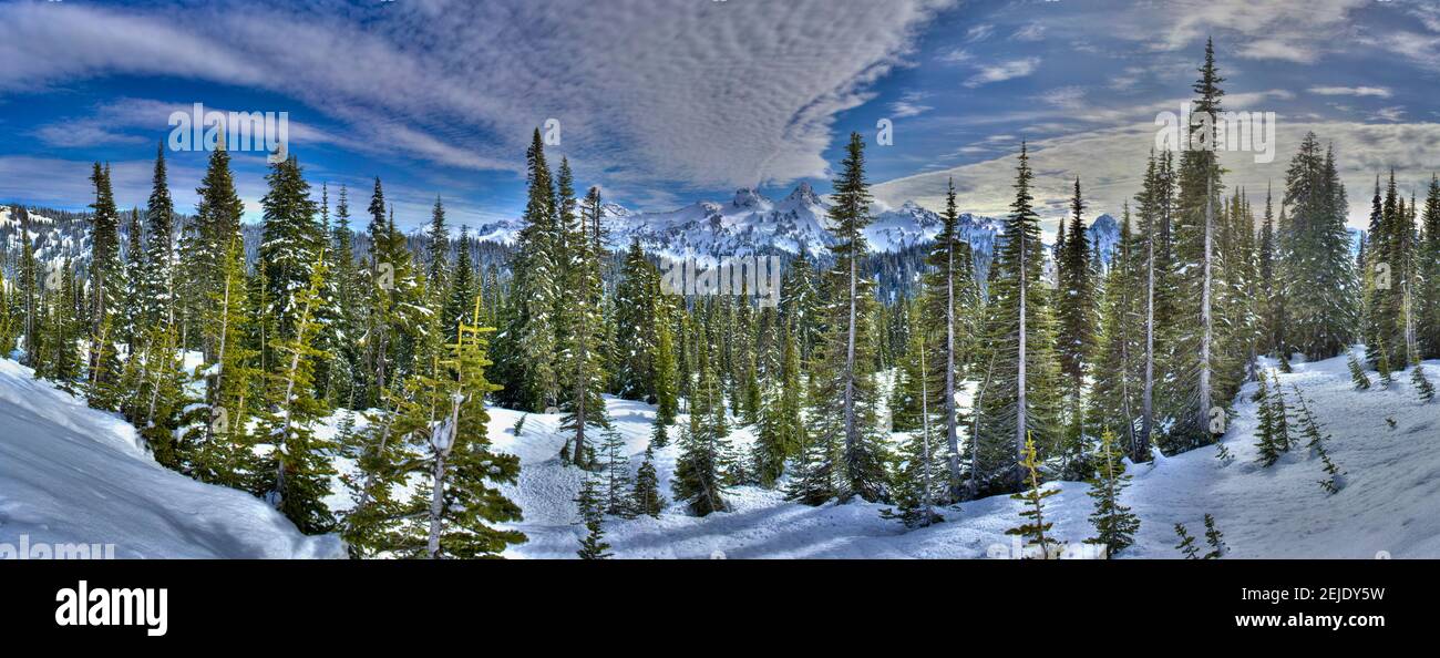 Bäume auf einer schneebedeckten Landschaft mit Berg im Hintergrund, Mount Rainier, Mount Rainier National Park, Washington State, USA Stockfoto