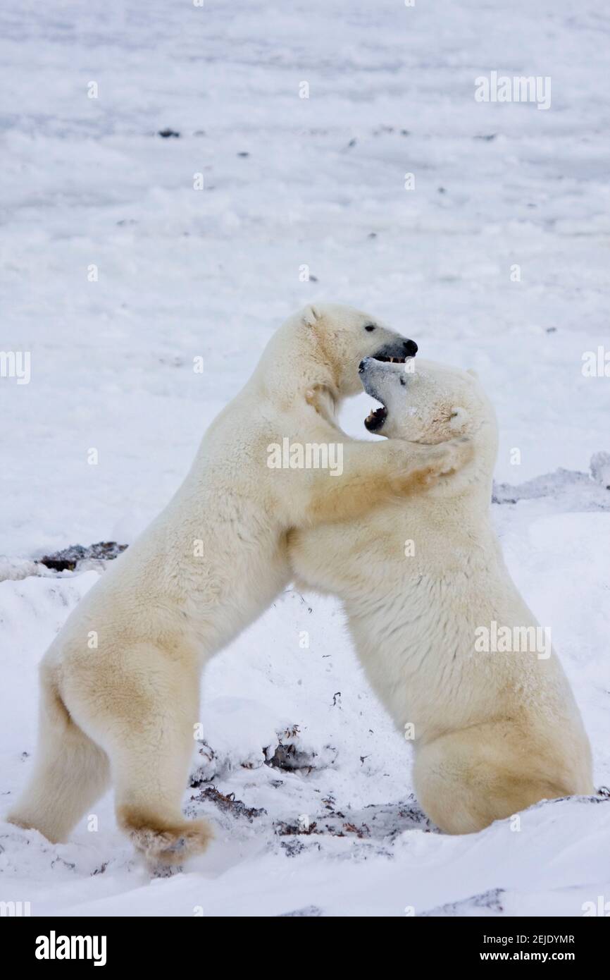 Eisbären (Ursus maritimus), die im Schnee Sparring, Churchill Wildlife Management Area, Churchill, Manitoba, Kanada Stockfoto