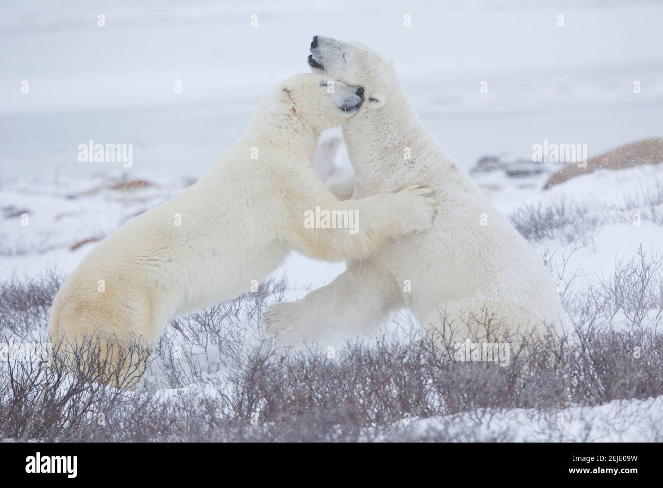 Eisbären (Ursus maritimus), die im Schnee Sparring, Churchill Wildlife Management Area, Churchill, Manitoba, Kanada Stockfoto