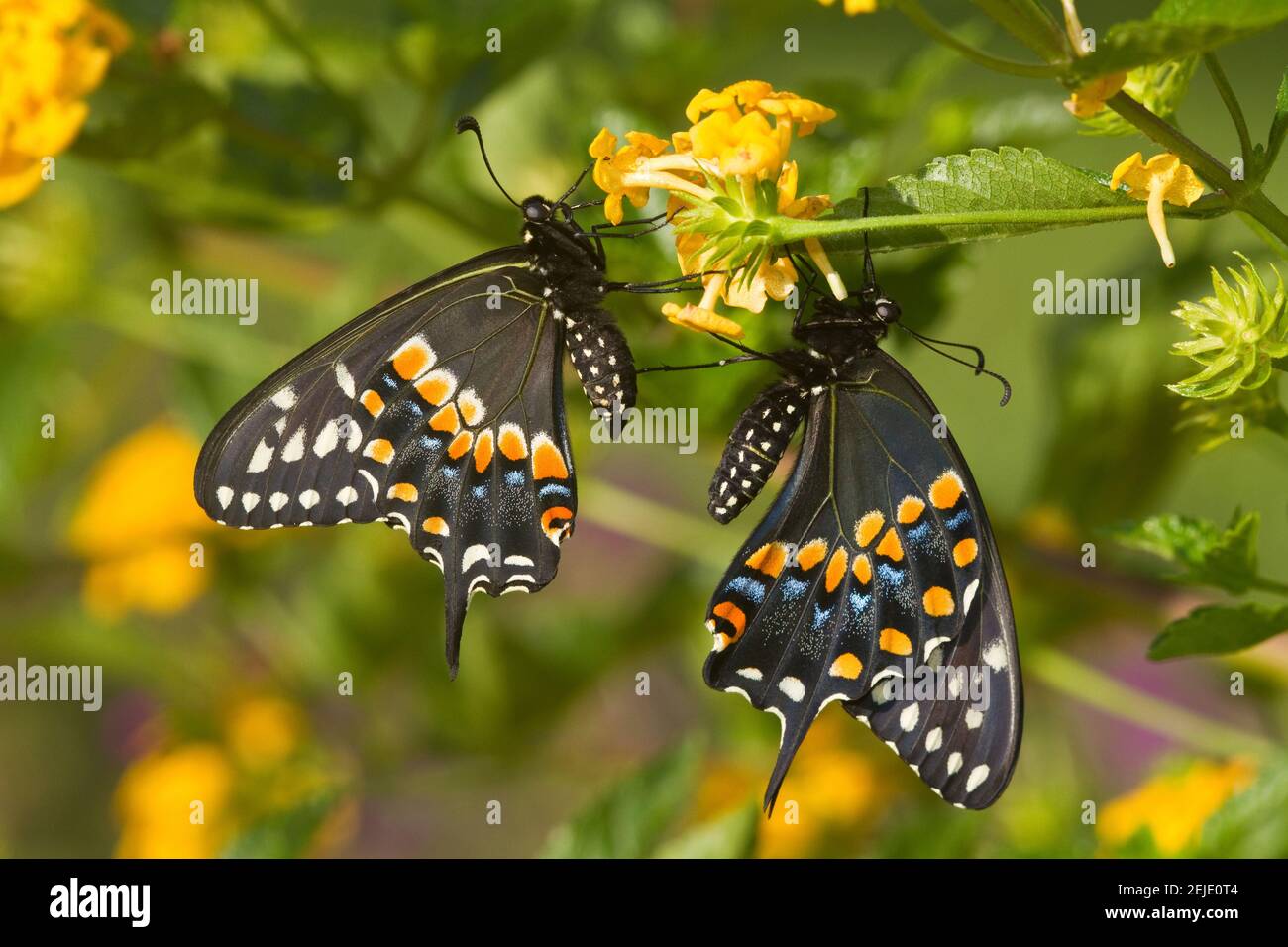 Schwarze Schwalbenschwanzschmetterlinge (Papilio polyxenes) bestäuben New Gold Lantana (Lantana camara) Blumen in einem Garten, Marion County, Illinois, USA Stockfoto