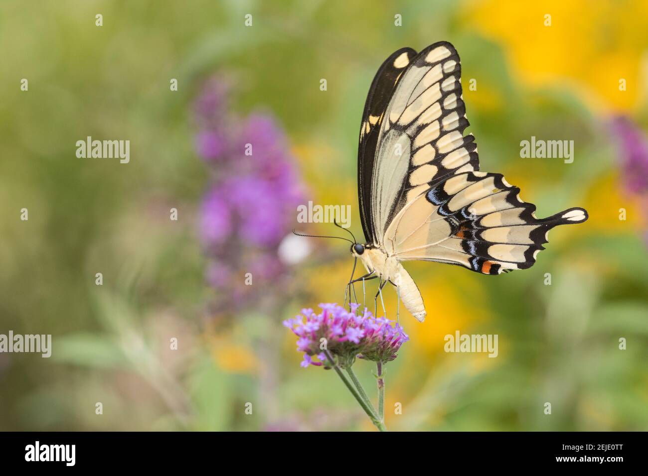 Giant Swallowtail Schmetterling (Papilio cresphontes) bestäubt auf brasilianischen Verbena (Verbena bonariensis) Blumen in einem Garten, Marion County, Illinois, USA Stockfoto