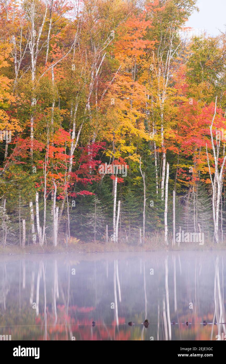 Spiegelung von Bäumen in einem See im Herbst, Pete's Lake, Schoolcraft County, Upper Peninsula, Michigan, USA Stockfoto