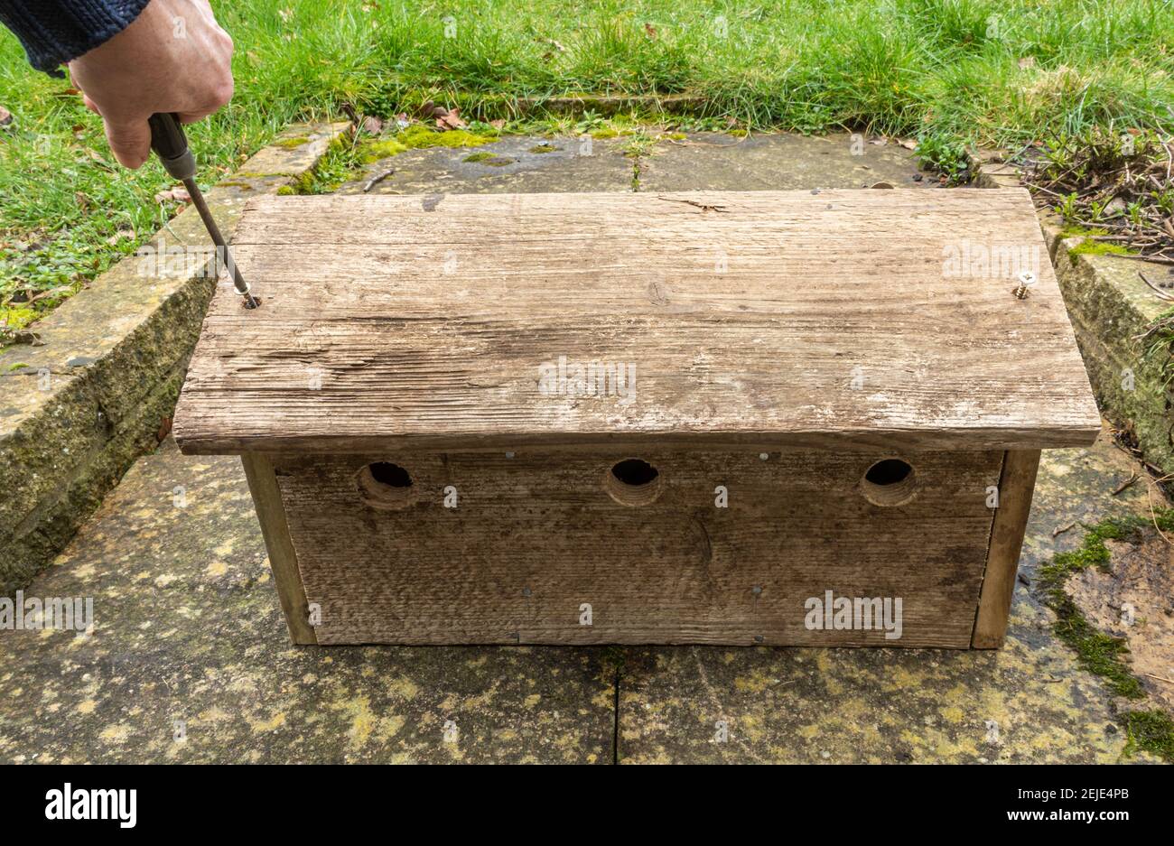 Selbstgemachte Sperber-Box, Vogelnistkasten für Sperlinge mit drei Kammern und Löchern, Schrauben des Dachs auf die Holzkiste, UK Stockfoto