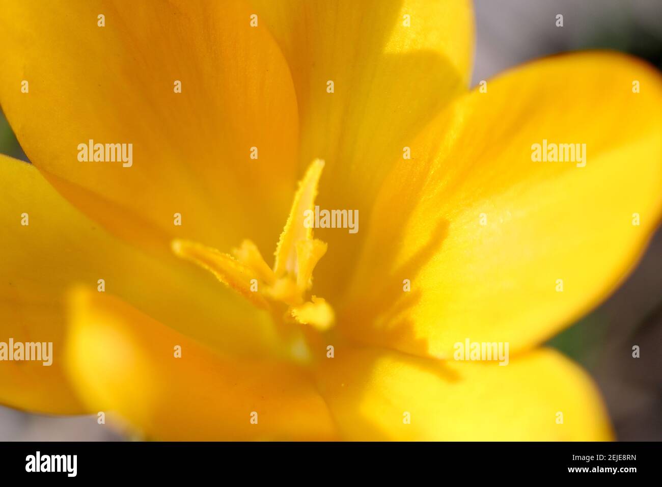 Makro Nahaufnahme des Inneren eines gelben Krokus Blume Stockfoto