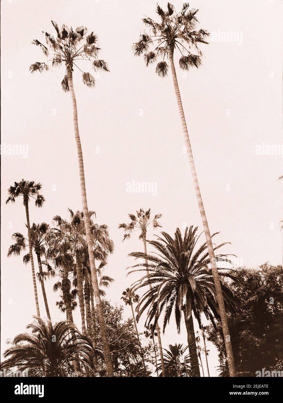 Palme in Beverly Hills Stockfoto