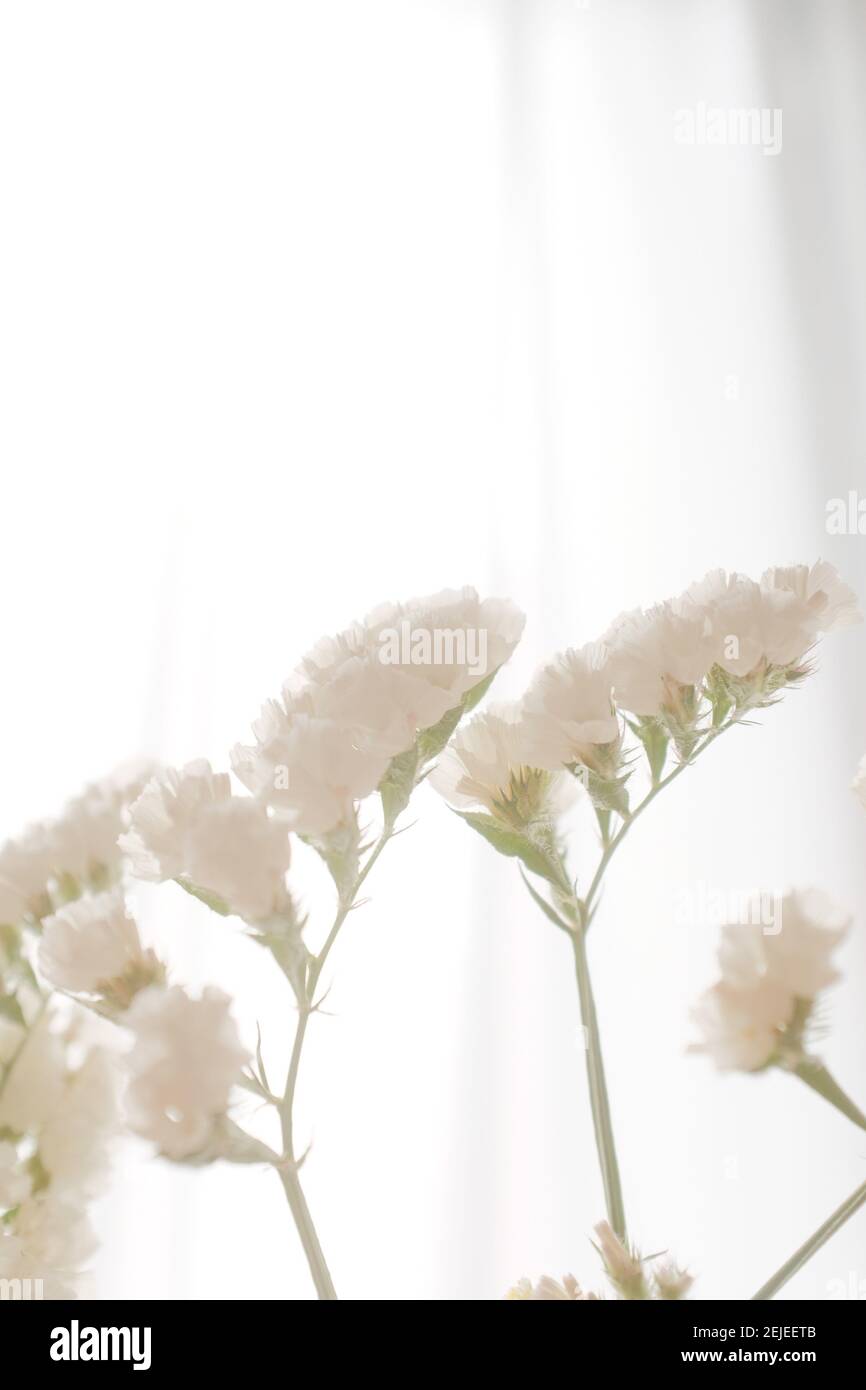 Vertikale Aufnahme von schönen weißen Blumen drinnen Stockfoto