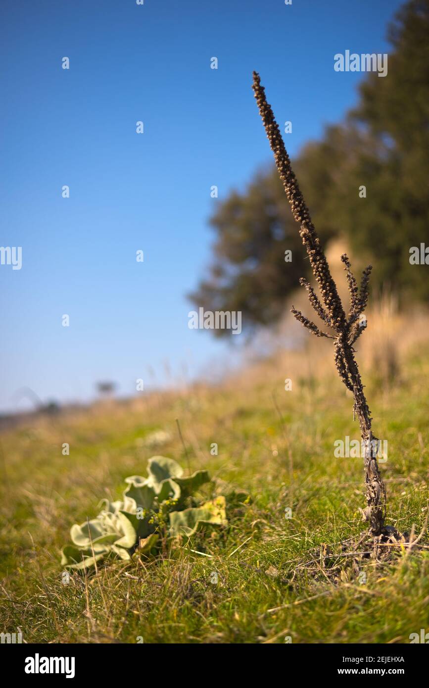 Verbascum thapsus, große Königskerze, gemeine Königskerze, zweijährige Pflanze, sowohl neue als auch alte im Bild. Flacher Freiheitsgrad Stockfoto