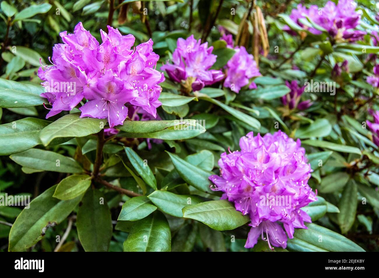 Blumen Cragside Northumberland Großbritannien Stockfoto