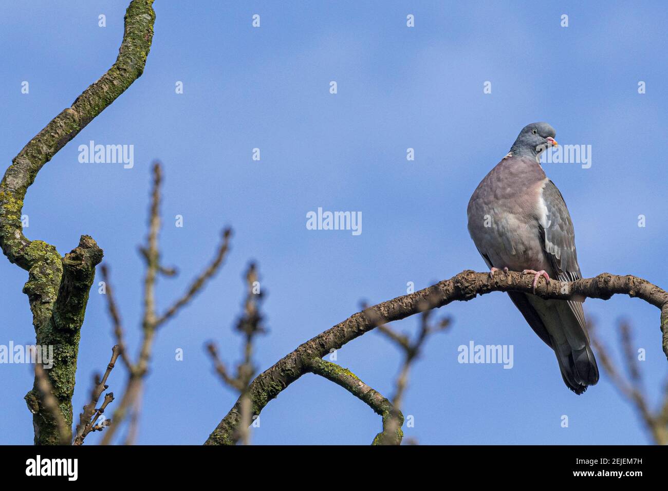 Taube, die auf einem Ast vor einem blauen Himmel ruht. Stockfoto