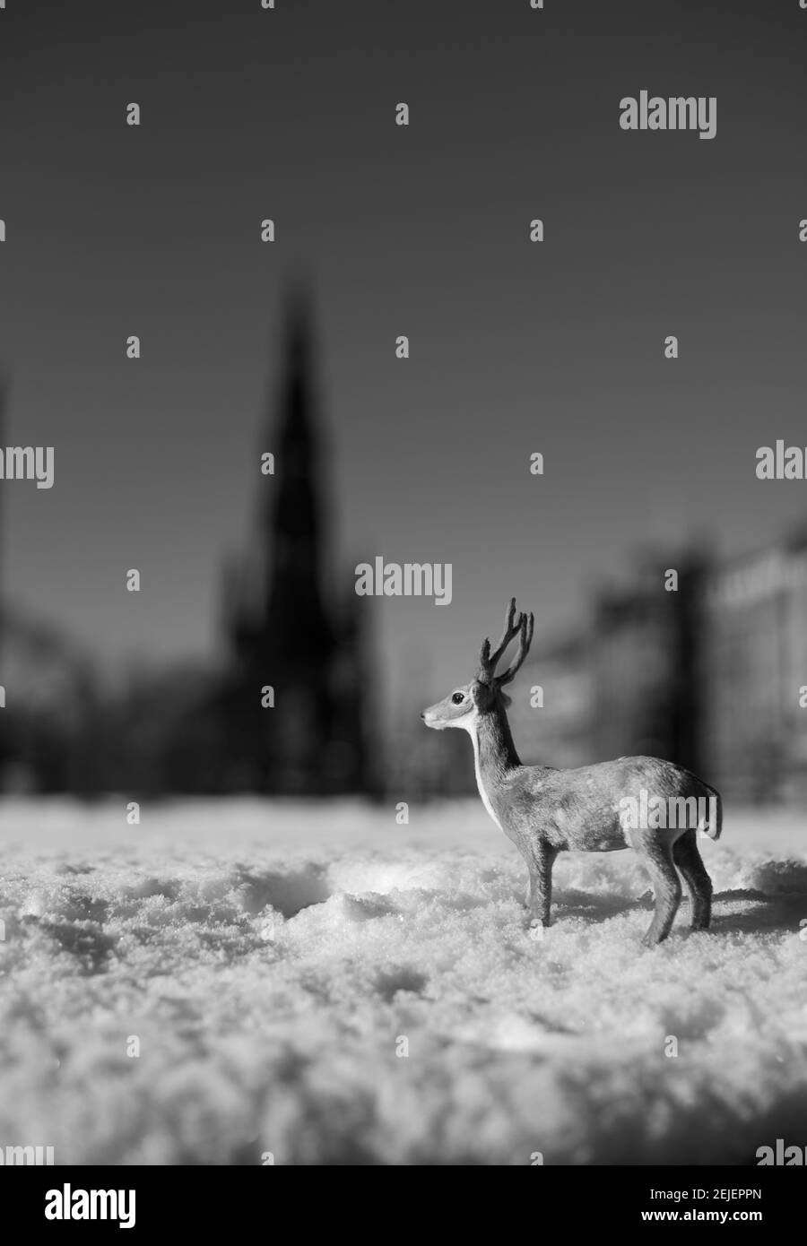 Miniatur-Rentiere im Schnee in Edinburgh mit dem Scott Monument im Hintergrund. Aufnahme in Schwarz und Weiß für einen dramatischen kontrastreichen Effekt. Stockfoto