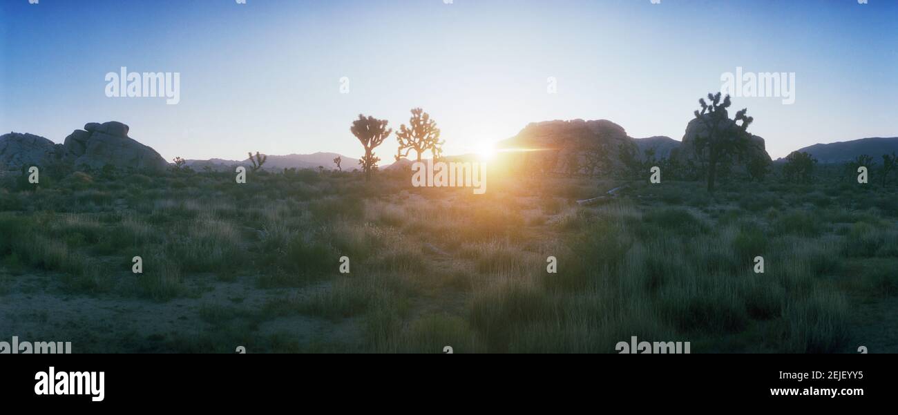 Joshua Trees in Desert at Sunrise, Joshua Tree National Park, San Bernardino County, California, USA Stockfoto