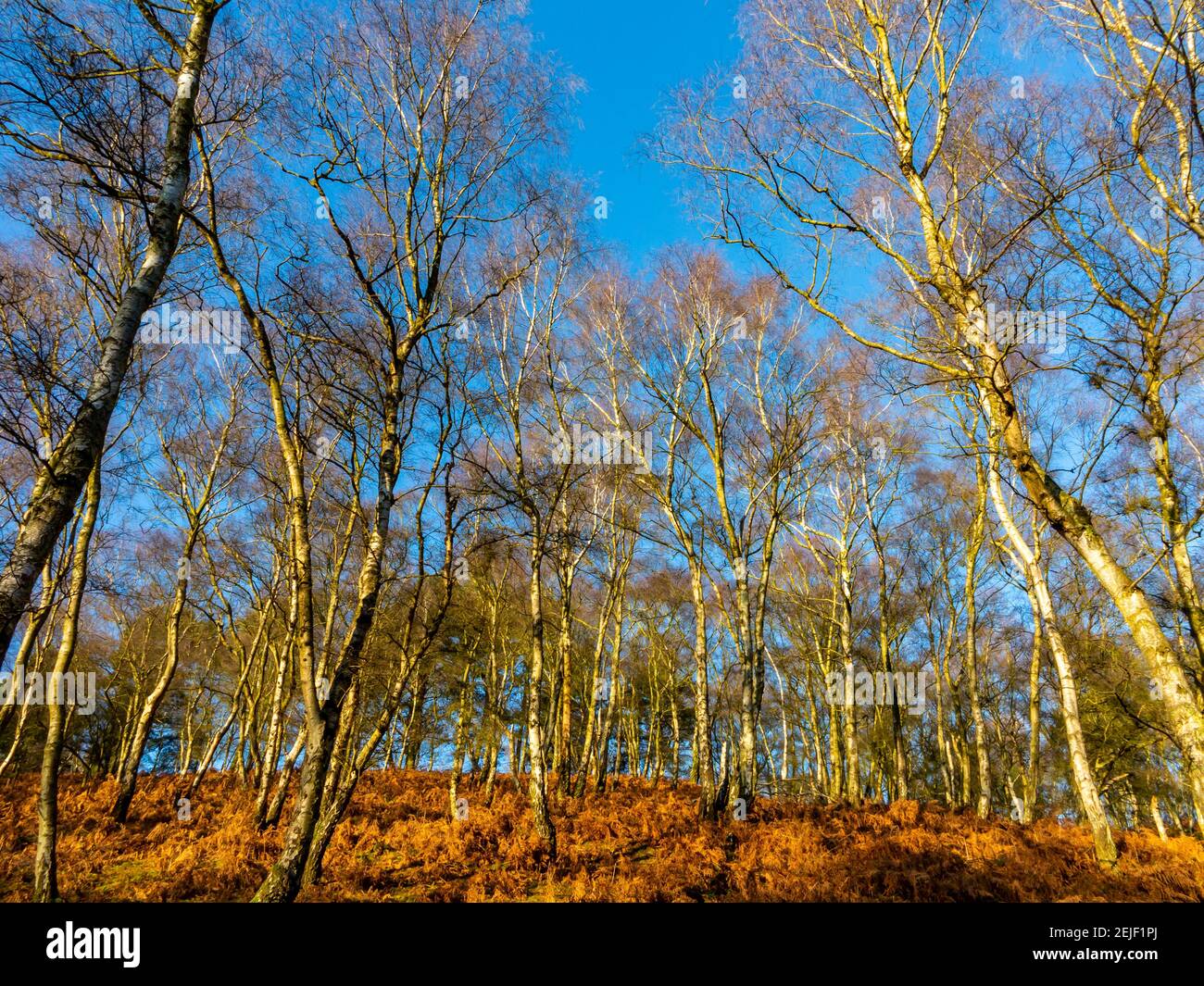 Silberne Birke betula Pendelbäume in der Wintersonne auf Cannock Chase in Staffordshire England Großbritannien. Stockfoto