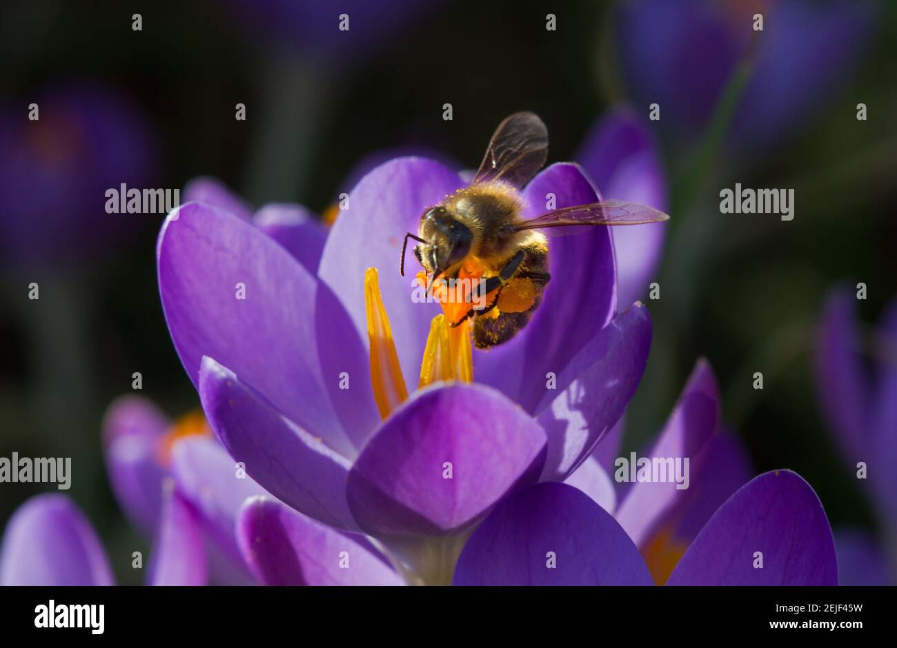 Bestäubung: Honigbiene auf violetten Krokus mit safranfarbenen Staubgefäßen Stockfoto