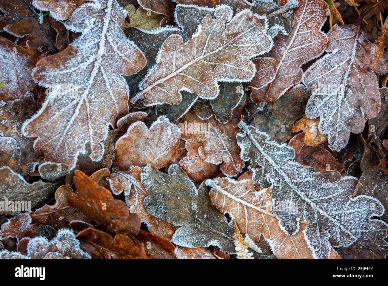 Nahaufnahme der frostbedeckten Eichenblätter auf dem Boden im Winter. Stockfoto