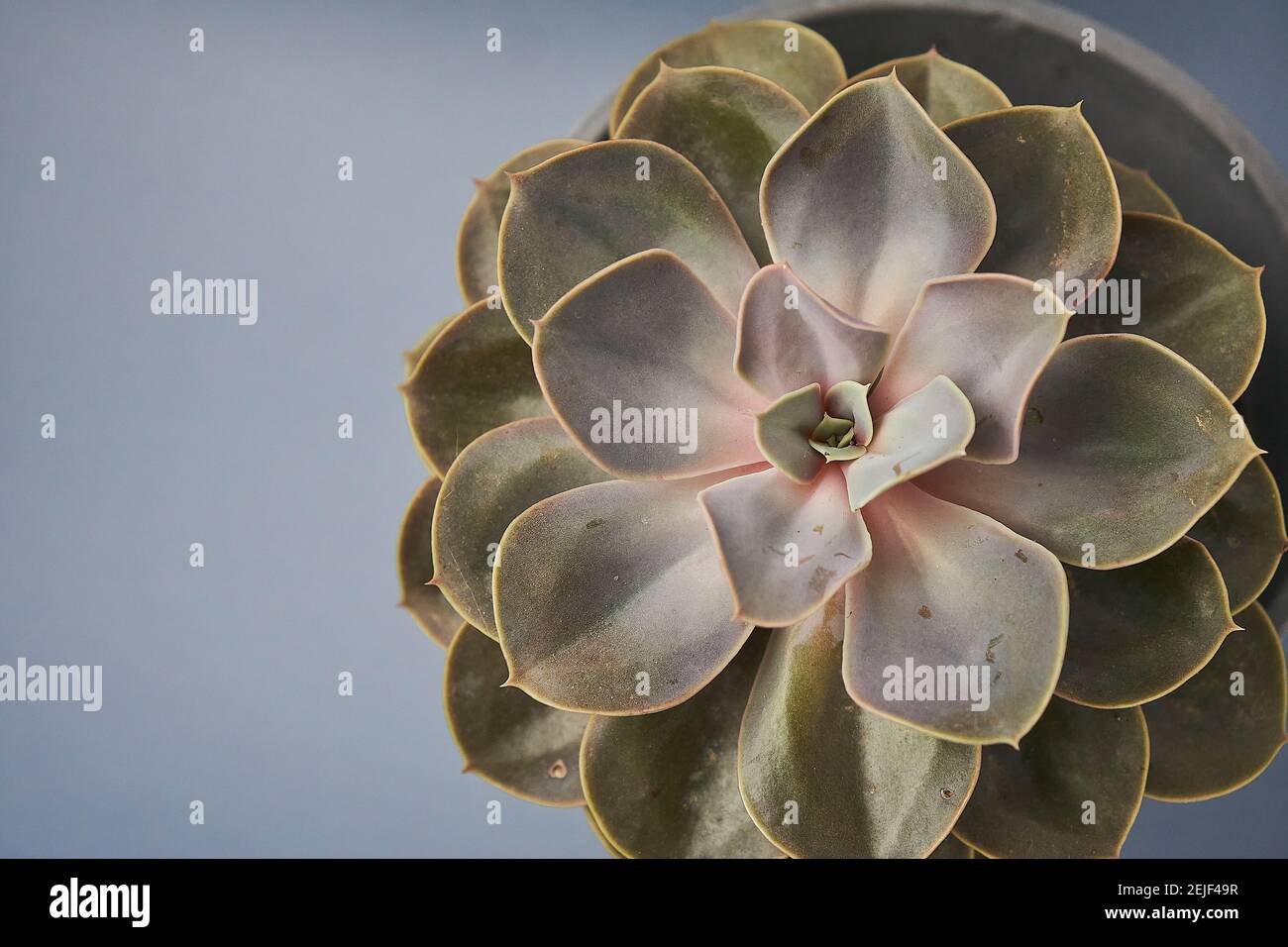Frisches Lavendelbukett auf weißem Hintergrund für Naturkosmetikprodukte Stockfoto