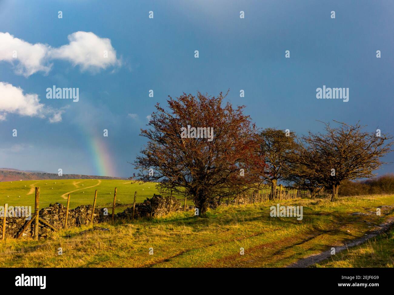 Wand und Bäume auf Longstone Edge bei Bakewell im Peak District National Park Derbyshire England UK mit Regenbogen in stürmischem Himmel und dunklen Wolken. Stockfoto